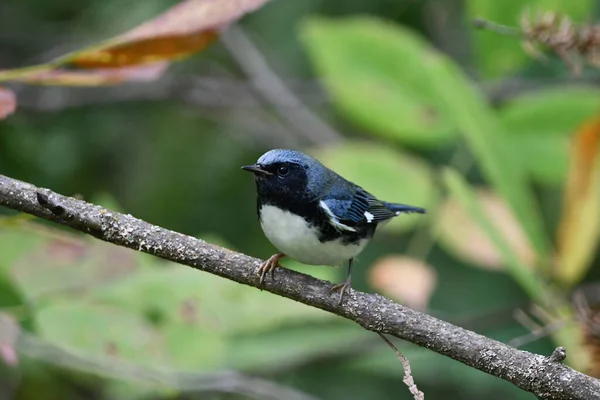Közelkép Színes Egy Aranyos Férfi Fekete Torkú Kék Warbler Madár — Stock Fotó
