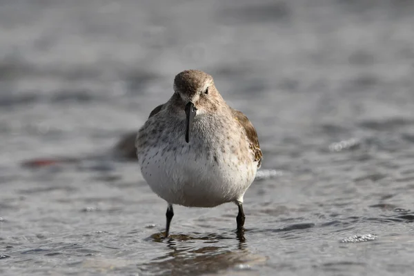 Plump Sub Ártico Dunlin Shorebird Fica Longo Costa Lago Ontário — Fotografia de Stock