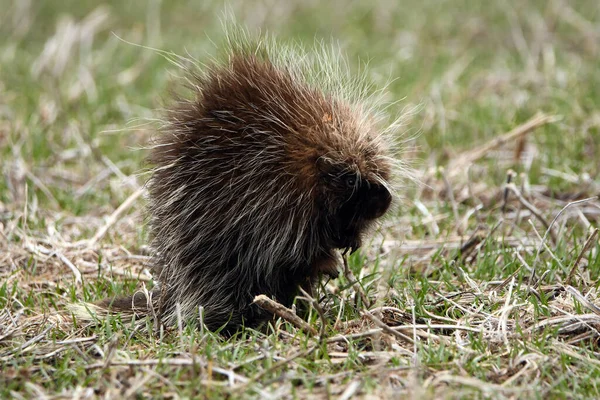 Porcupine Sits Looks Possible Threats — Stock Photo, Image