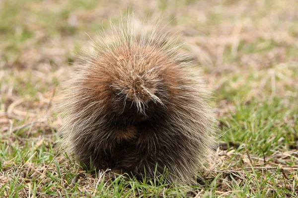 Porcupine Closes Its Eyes Tucks Its Arm Its Belly Curling — Stock Photo, Image