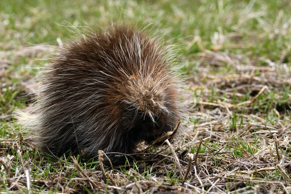 Porcupine Walking Cow Pasture Looking Food — Stock Photo, Image