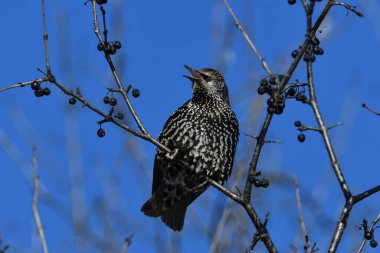 Avrupa Sığırcığı Buckthorn ağacına tünemiş şarkı söylüyor