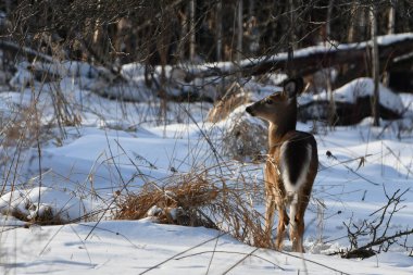 Karla kaplı bir ormanda beyaz kuyruklu geyik sahnesi