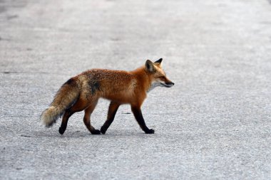 Bir Amerikan Kızıl Tilkisi kaldırımlı yolda yürüyor