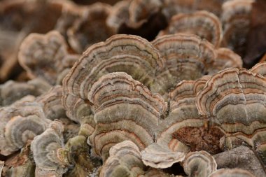 Unusual natural background of beige Turkey Tail mushroom fungi up close