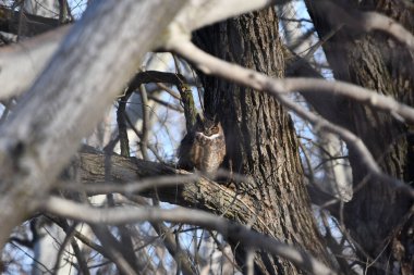 A Great horned owl sits perched in a forest camouflaged against the trunk of a tree