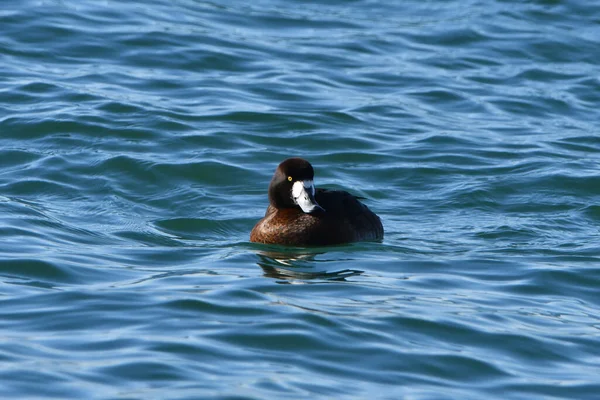 A female Greater Scaup duck floats along on lake
