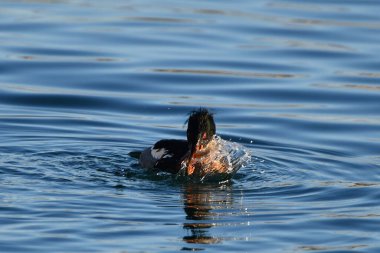A male Red-breasted Merganser duck fights with a fresh caught fish