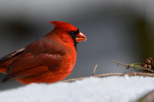 Colorful red Male Northern Cardinal sits perched on a snow covered branch