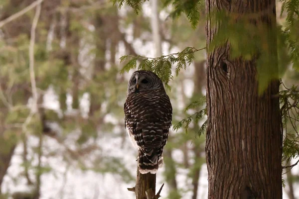 Winter scene of a Barred Owl in the wild sitting perched in a tree in front of a snow covered forest