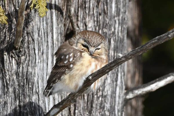 Northern Saw-whet owl perched at a the side of a cedar tree sleeping in the after sun