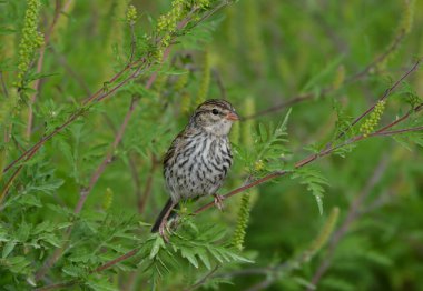 Fledged juvenile Chipping sparrow bird perched on a branch against a background of green foliage 
