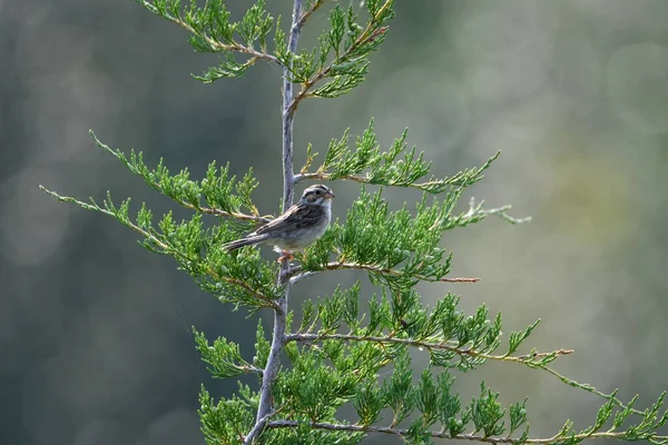 Clay colored Sparrow sits perched on a juniper bush in a meadow singing
