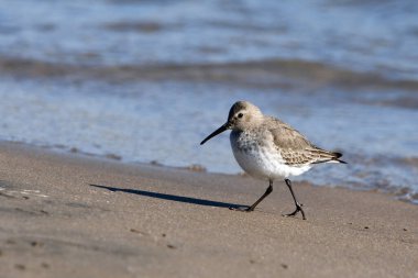 A Dunlin sandpiper walks away from the water on the beach