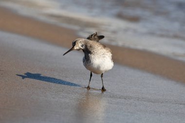 A Dunlin sandpiper preening and stretching as it stands along on the beach