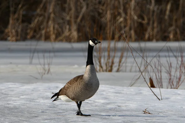 Winter scene of a Canada Goose standing alone on the snow covered frozen marsh 