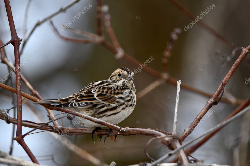 Laponia ártica El ave Longspur se sienta en un arbusto 2023