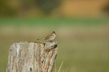 Bir çit direğine tünemiş bir serçenin yaz sahnesi