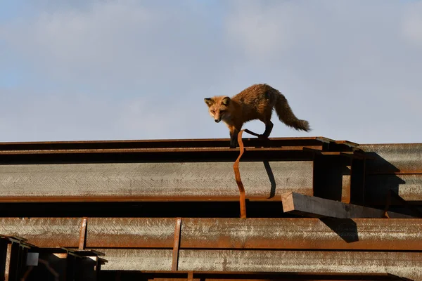 Uma Raposa Vermelha Americana Desce Topo Uma Pilha Vigas Metal — Fotografia de Stock