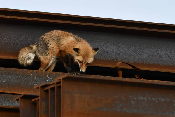 Американский Red Fox Спускается Вершины Стопки Металлических Балок Используемых Строительства — стоковое фото