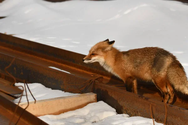 一只美国红狐沿着一堆堆用于建筑的钢梁打猎 — 图库照片