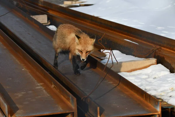 一只美国红狐沿着一堆堆用于建筑的钢梁打猎 — 图库照片