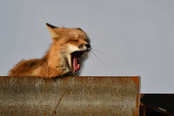 Red Fox Americano Despierta Bosteza Mientras Descansa Parte Superior Una — Foto de Stock