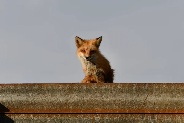 Uma Raposa Vermelha Americana Senta Empoleirada Alto Olha Redor Uma — Fotografia de Stock