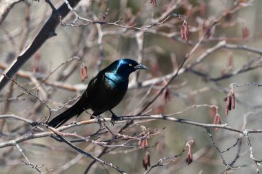 Bir ağaca tünemiş renkli, yanardöner bir Grackle kuşuna yaklaş