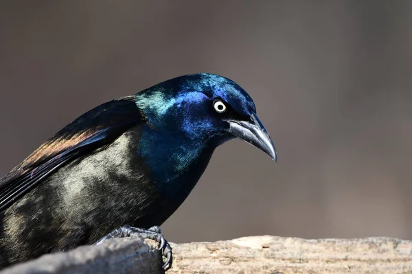 Renkli Yanardöner Bir Grackle Kuşunun Kafasından Yakın Çekim — Stok fotoğraf