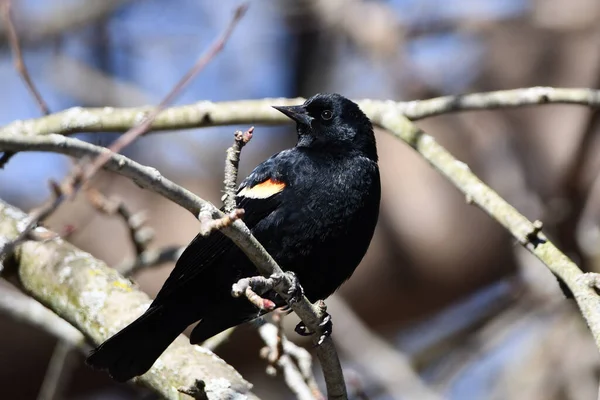 雄性红翅黑鸟栖息在树枝上环顾四周 — 图库照片