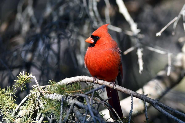 Close up of a male Northern Cardinal bird perched in a cedar tree