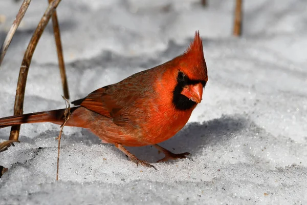 Close up of a male Northern Cardinal bird on the snow covered forest floor