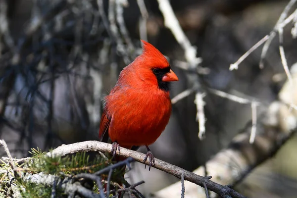 Close up of a male Northern Cardinal bird perched in a cedar tree