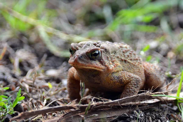 stock image American Toad sitting along the side of a hiking path