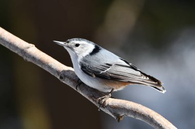 Beyaz göğüslü Nuthatch kuşunun bir dala tünediği yere yakın.