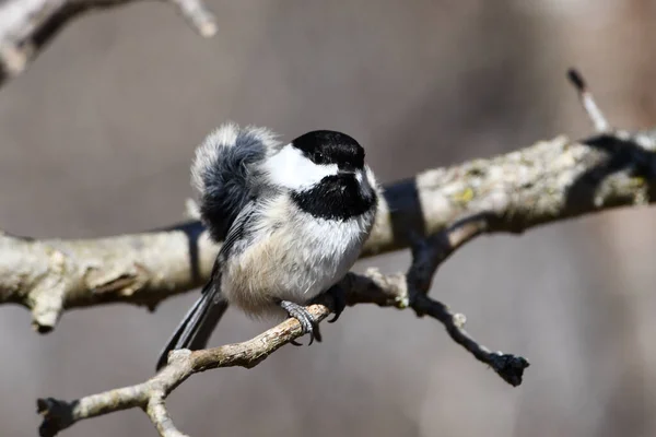 黒い帽子のチカディ鳥は 背中に強い風が吹いている枝の上に座って羽をレスリング — ストック写真