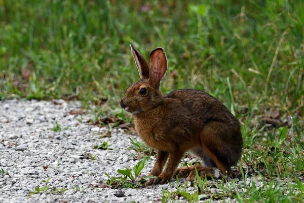 可爱的欧洲野兔静静地坐着 沿着一条穿越夏日草地的远足小径环顾四周 — 图库照片