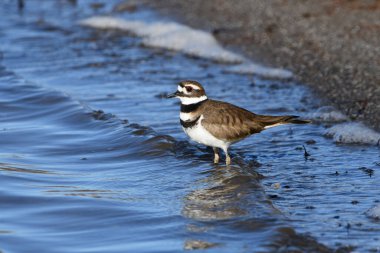 A Killdeer bird standing in water along the shore of a lake  clipart