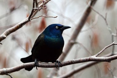 Bir ağaca tünemiş renkli, yanardöner bir Grackle kuşuna yaklaş