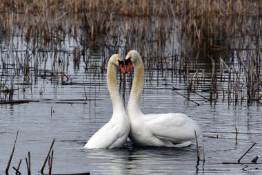 Two Mute swans swim together and form a heart with their bodies