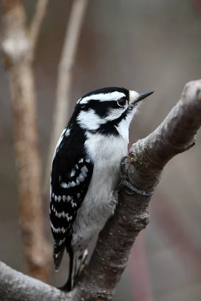 Крупный План Самки Downy Woodpecker Сидел Стороне Дерева — стоковое фото