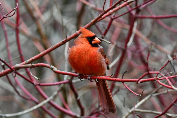 Nahaufnahme Eines Leuchtend Roten Männlichen Nördlichen Kardinalvogels — Stockfoto