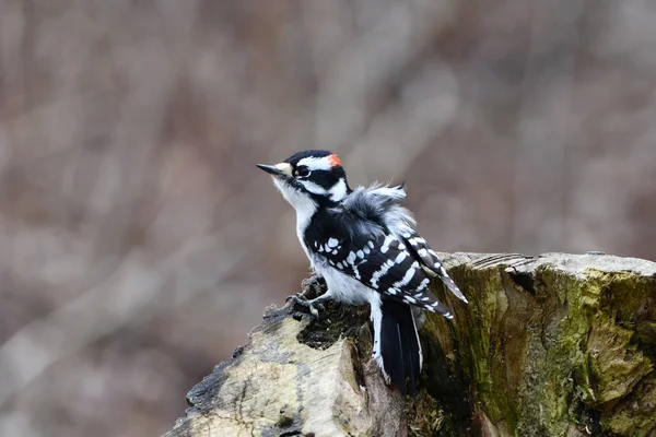 Close Male Downy Woodpecker Perched Side Tree Stump — Stock Photo, Image