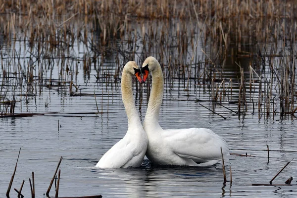 Two Mute Swans Swim Together Form Heart Bodies —  Fotos de Stock