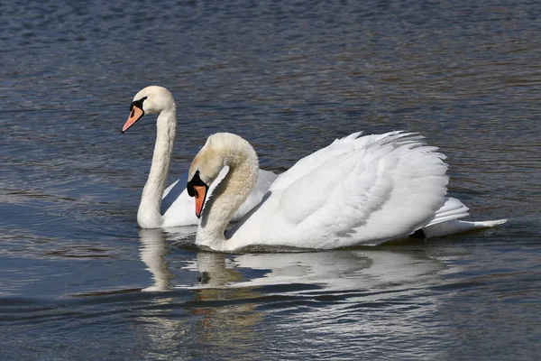 Escena Primaveral Apareamiento Pareja Dos Cisnes Mudos Lago Nadando Juntos —  Fotos de Stock