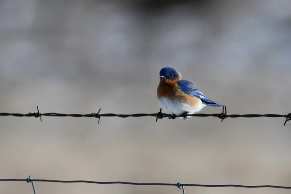 Male Eastern Bluebird perched along a fence line