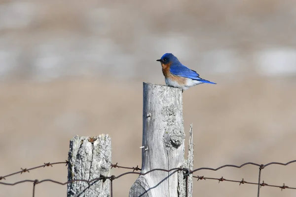 Male Eastern Bluebird perched along a fence line