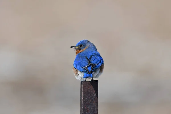 Male Eastern Bluebird Perched Fence Line — Stock Photo, Image