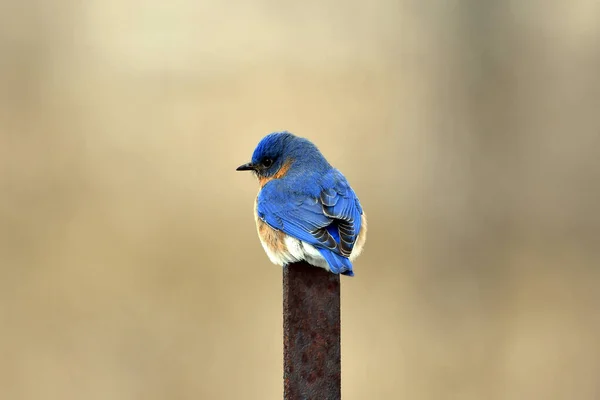 Männlicher Östlicher Blauvogel Hockte Einer Zaunlinie — Stockfoto